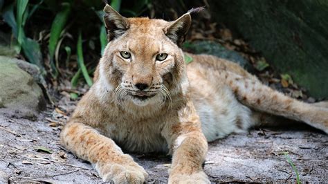 Rescue of the Lynx 2025